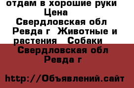 отдам в хорошие руки  › Цена ­ 1 - Свердловская обл., Ревда г. Животные и растения » Собаки   . Свердловская обл.,Ревда г.